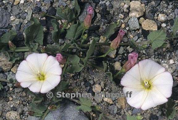 convolvulus arvensis 9 graphic